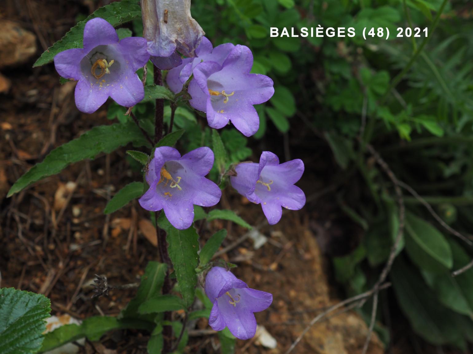 Canterbury Bells